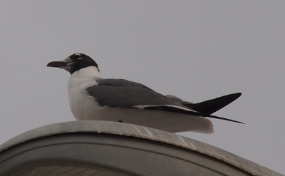 [A gull with a grey head and grey back and feathers, a red bill, and a white belly/underside stares sits atop a light in a parking lot and faces to the left. The area around its beak is a mottled with both light and dark colors. The rest of its head has already returned to its dark color.]